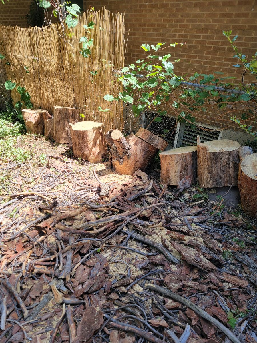 Free Pine Firewood