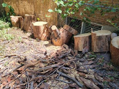Free Pine Firewood
