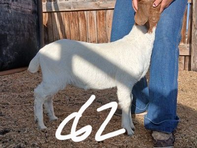Boer Doelings and Buckling