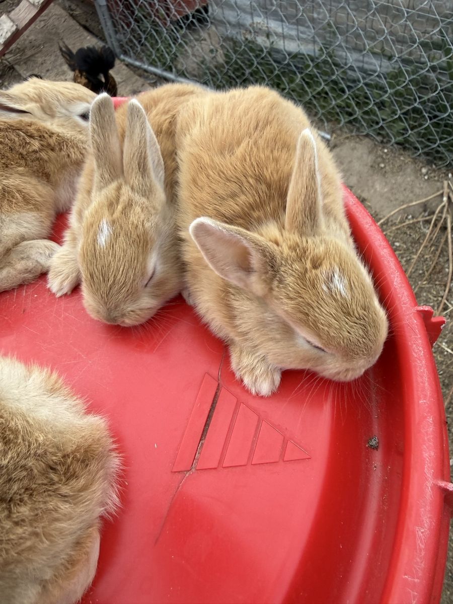 Rex bunnies