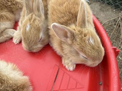 Rex bunnies