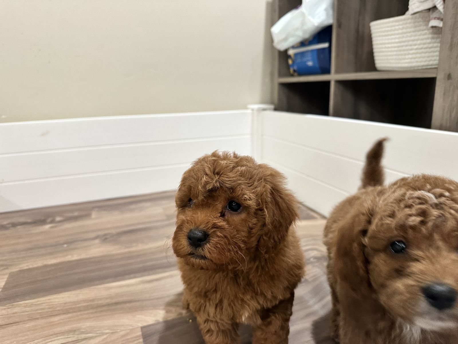 Red Cavapoo - Last Male Ready Now