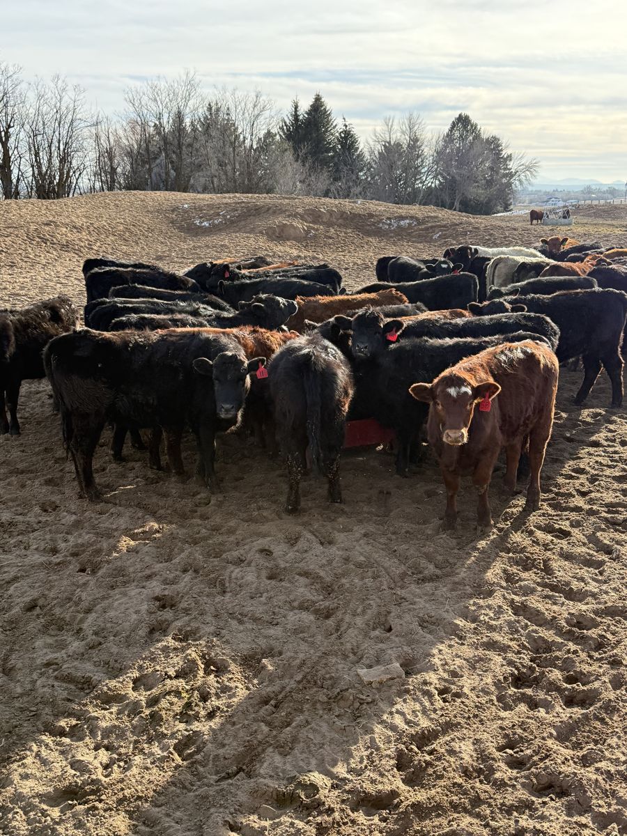 -Your New Order Buyer-