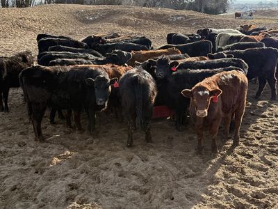 -Your New Order Buyer-