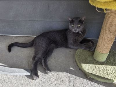 Free cat to a good home