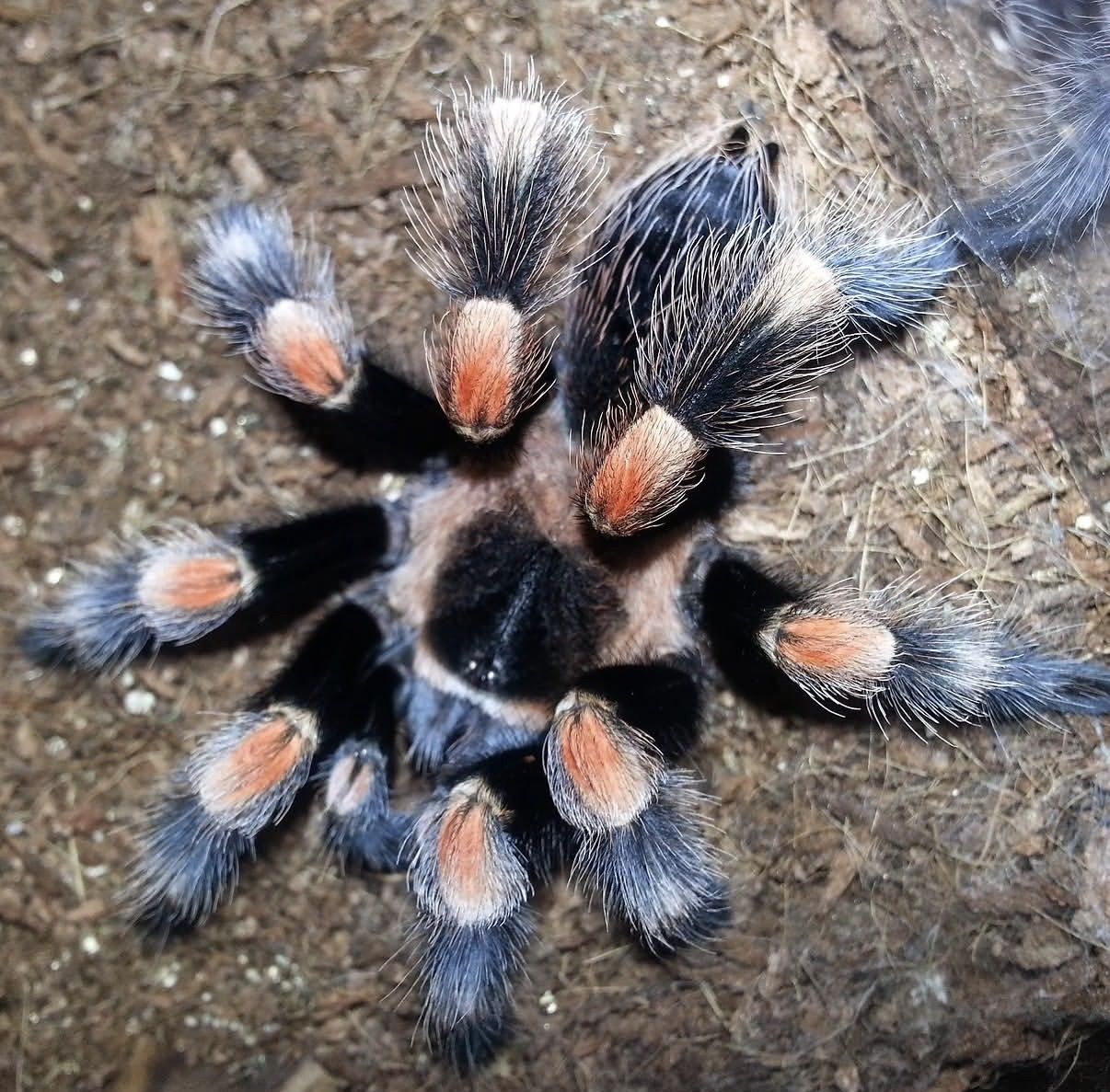 *OBO* Adult Female Brachypelma hamorii (Mexican Red Knee Tarantula)