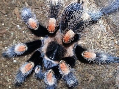 *OBO* Adult Female Brachypelma hamorii (Mexican Red Knee Tarantula)