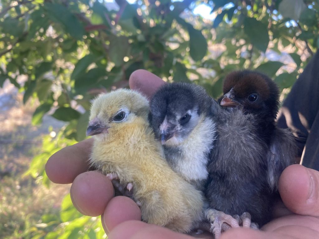 OlIve Egger Week Old Straight Run Chicks F1-F5