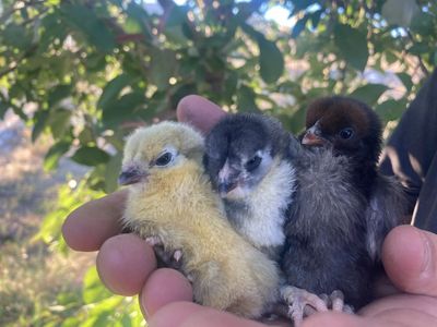OlIve Egger Week Old Straight Run Chicks F1-F5