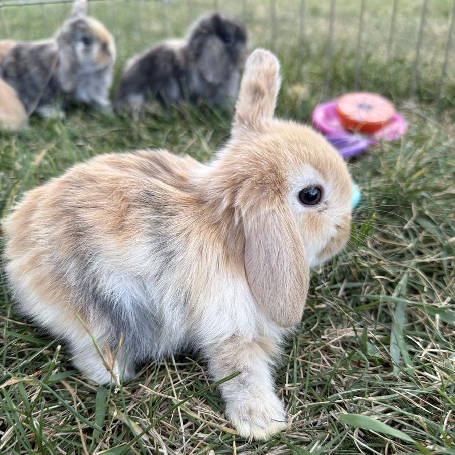 Purebred Holland Lop