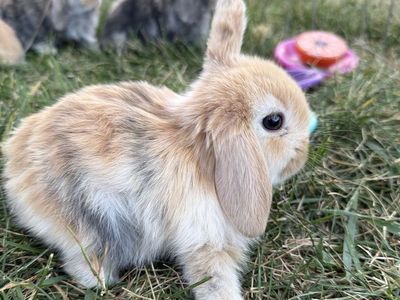 Purebred Holland Lop