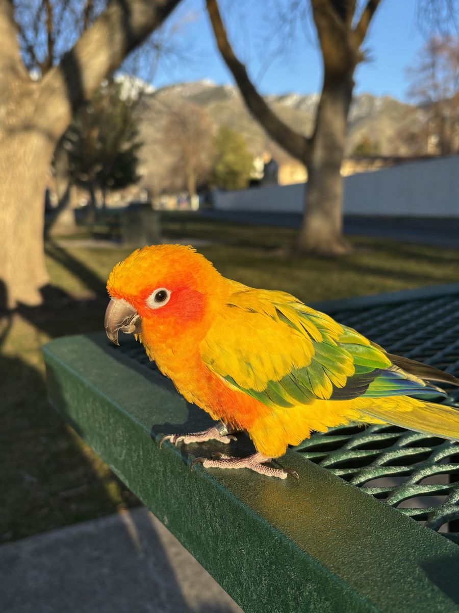Young Sun Conure Parrot