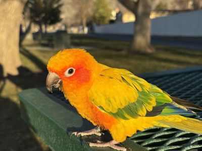 Young Sun Conure Parrot