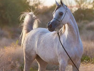 Fine Arabian horses