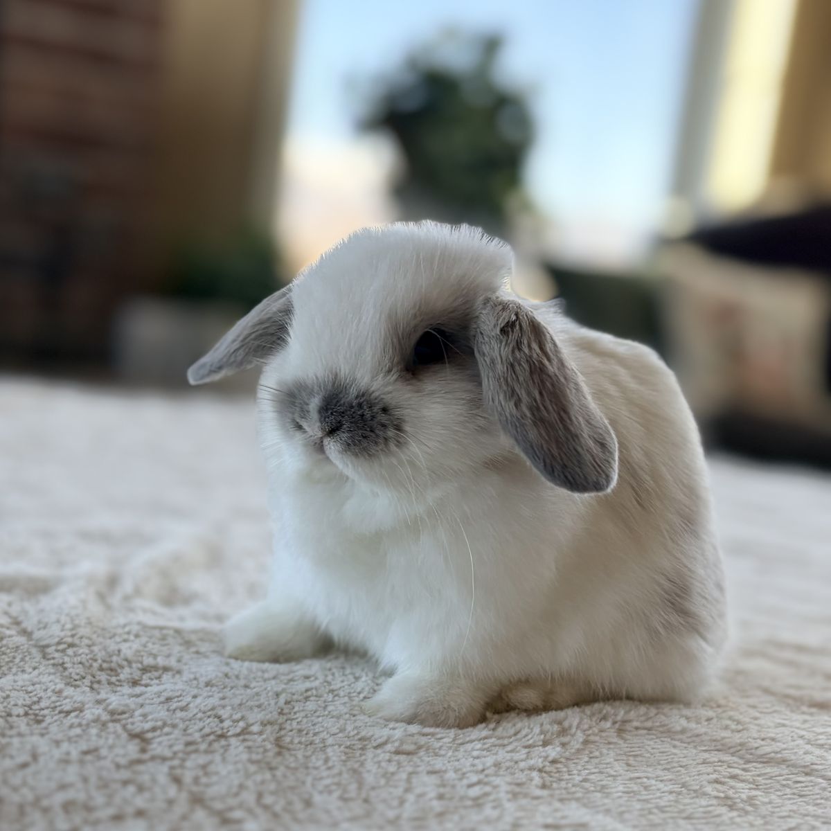 Holland Lop bunny