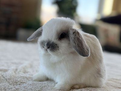 Holland Lop bunny