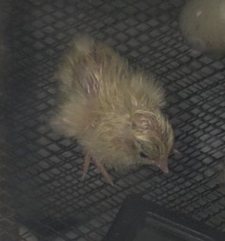 quails chicks