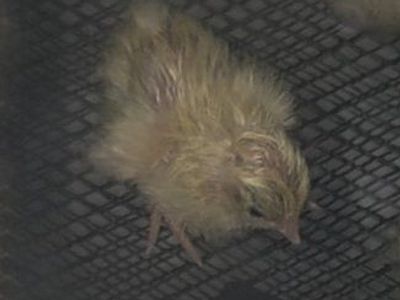 quails chicks