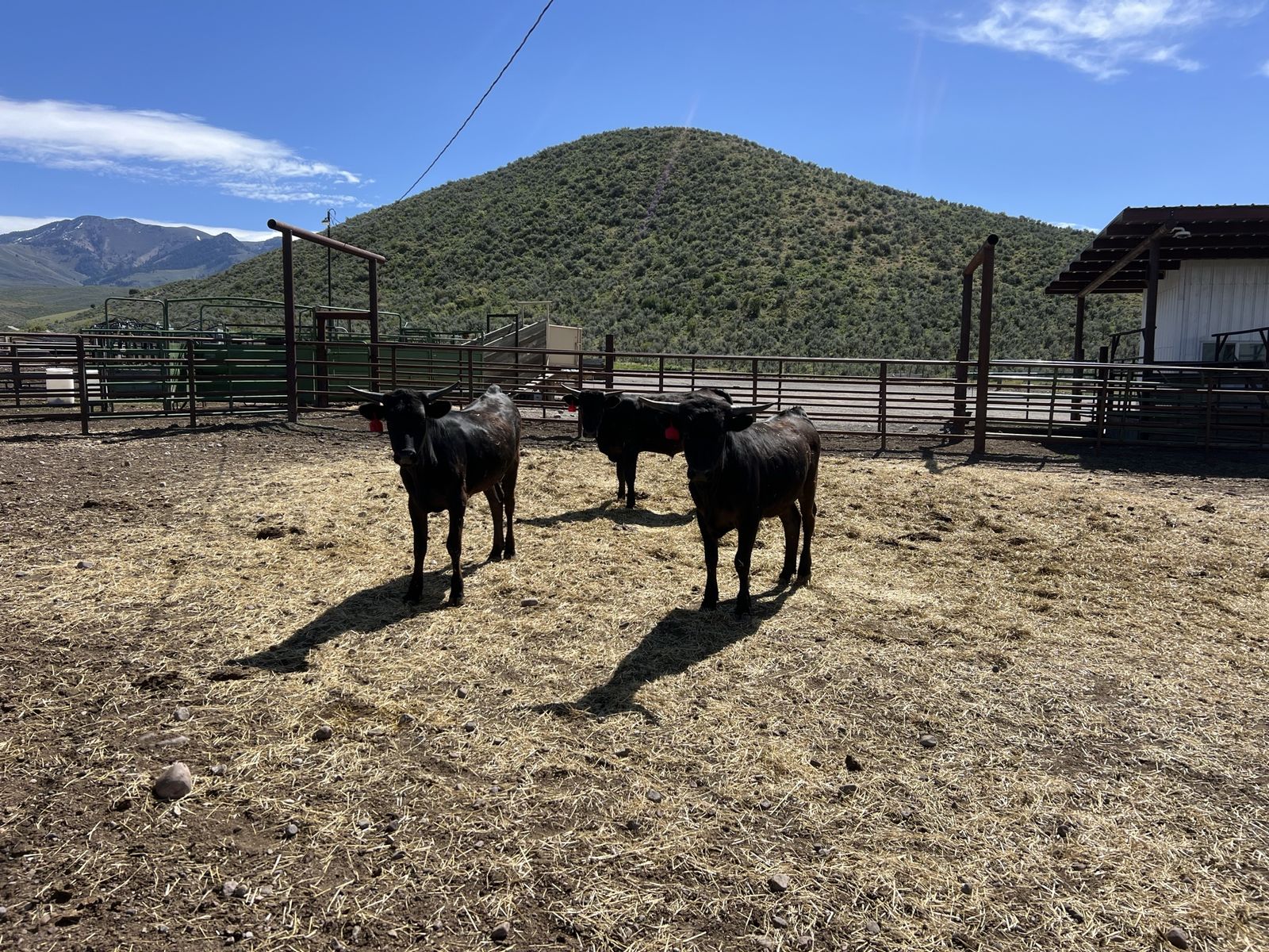 Corriente steers