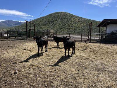 Corriente steers