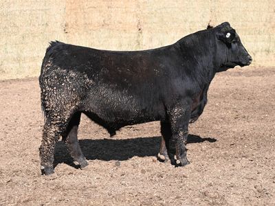 Top Hat Simmental and Angus Bulls for Sale