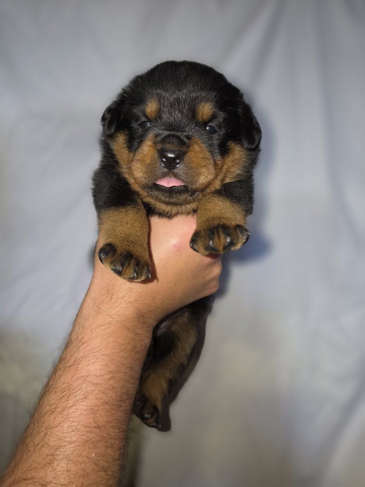 #1 Rated AKC German Rottweiler Puppies