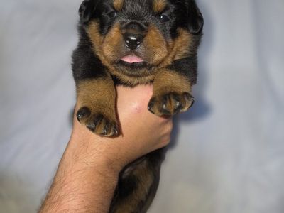 #1 Rated AKC German Rottweiler Puppies
