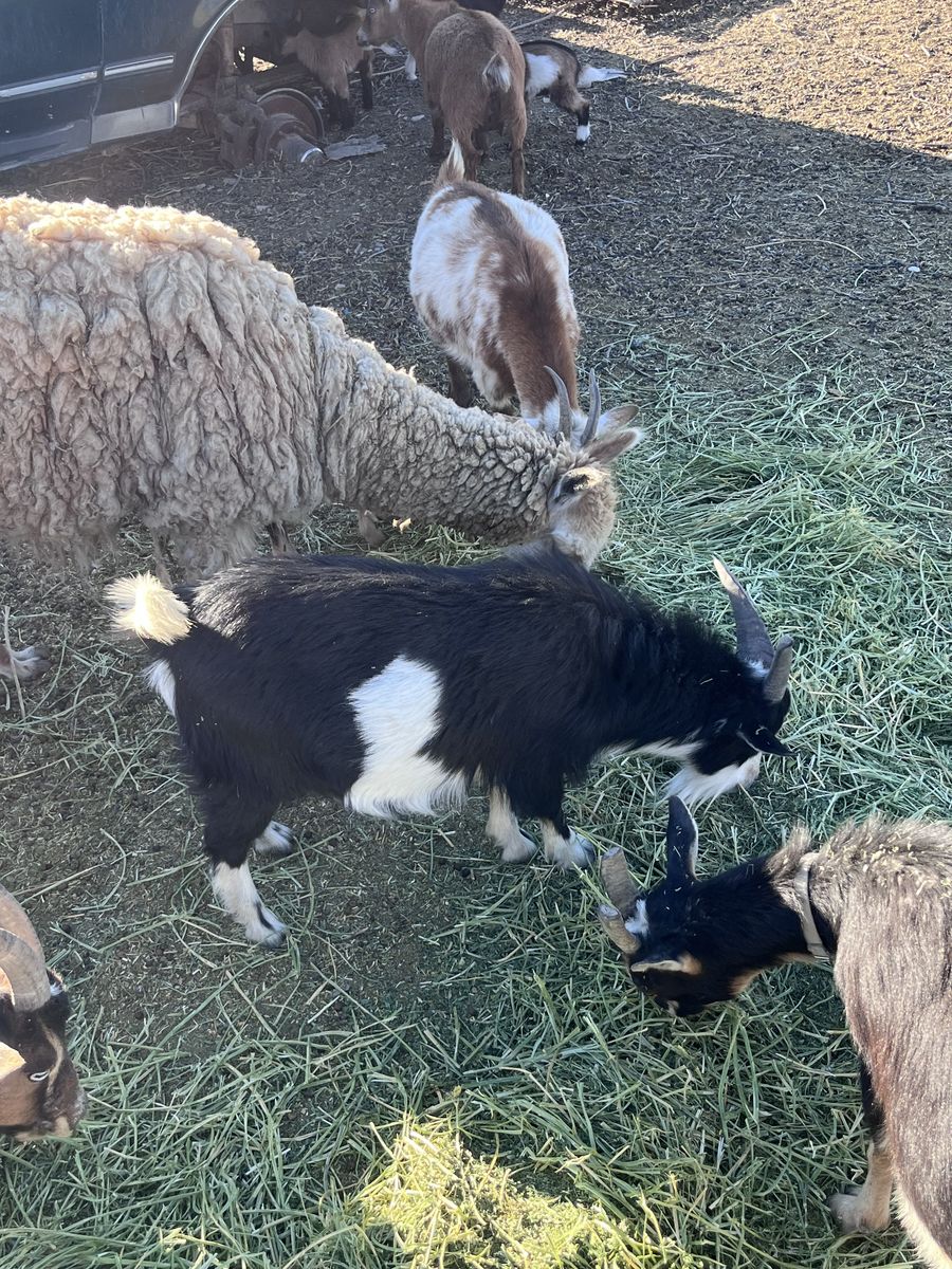 Black and White Billy