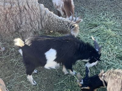 Black and White Billy