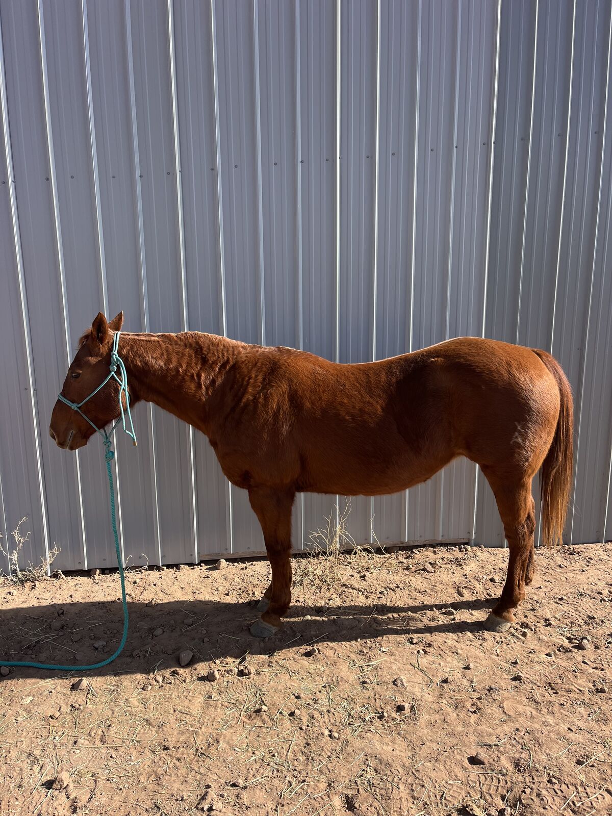 AQHA Registered Mare