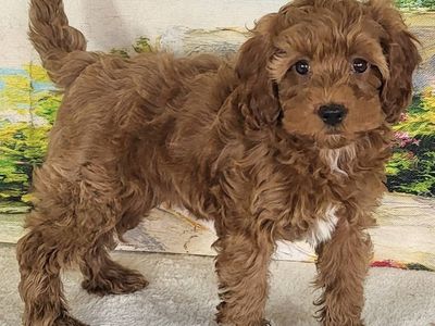 Girl Noli – Micro Mini Goldendoodle $2300
