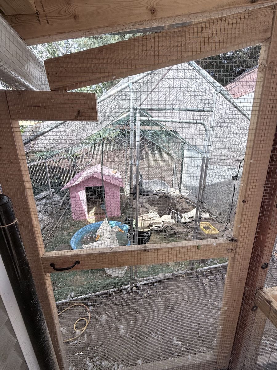Large Outdoor Walk-In Chicken Coop/Run - Secure Poultry Enclosure