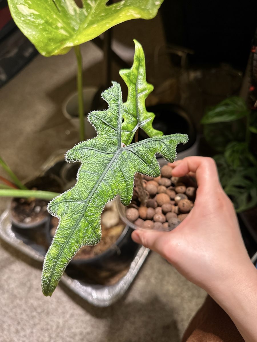 Alocasia Jacklyn