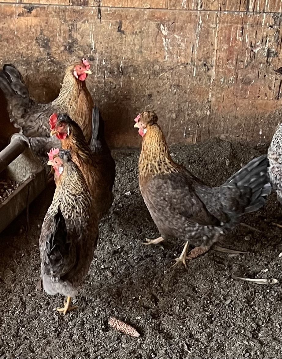 Cream legbar Hatching eggs