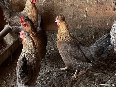 Cream legbar Hatching eggs