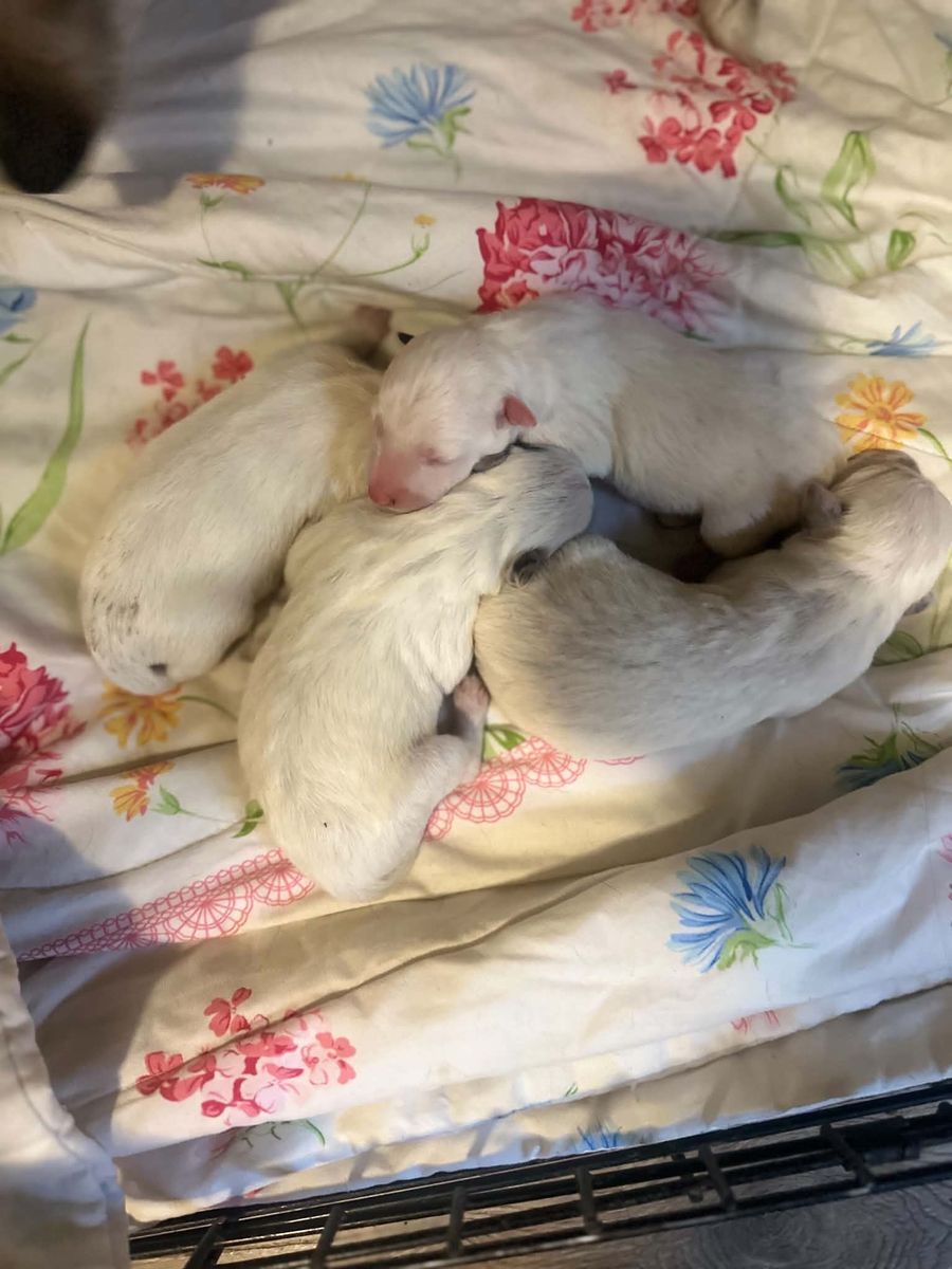 Taking Deposits! Bluey type dogs, great family/working!