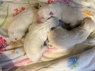 Taking Deposits! Bluey type dogs, great family/working!