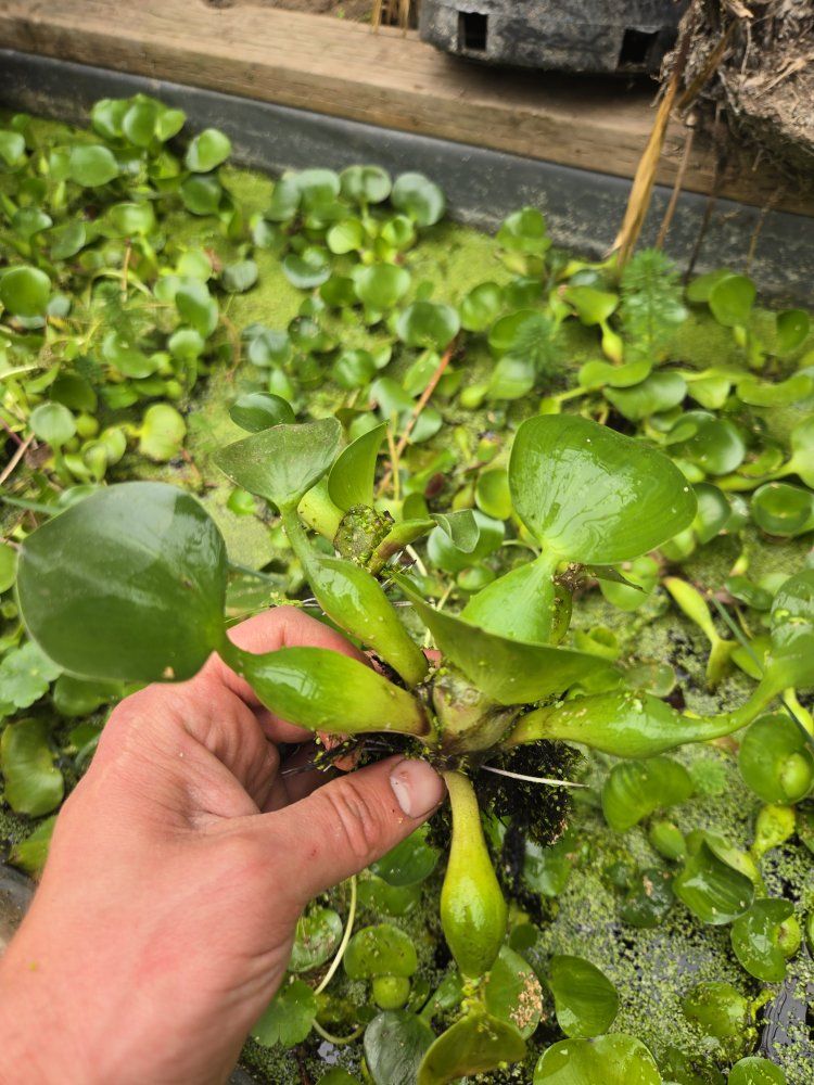 BYOB (Bring Your Own Bucket) pond plant yard sale.