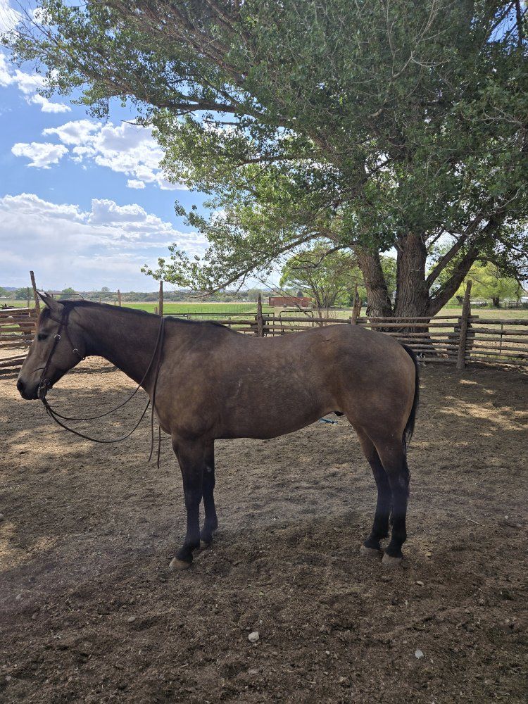 6 year old grade gelding