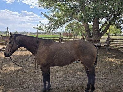 6 year old grade gelding
