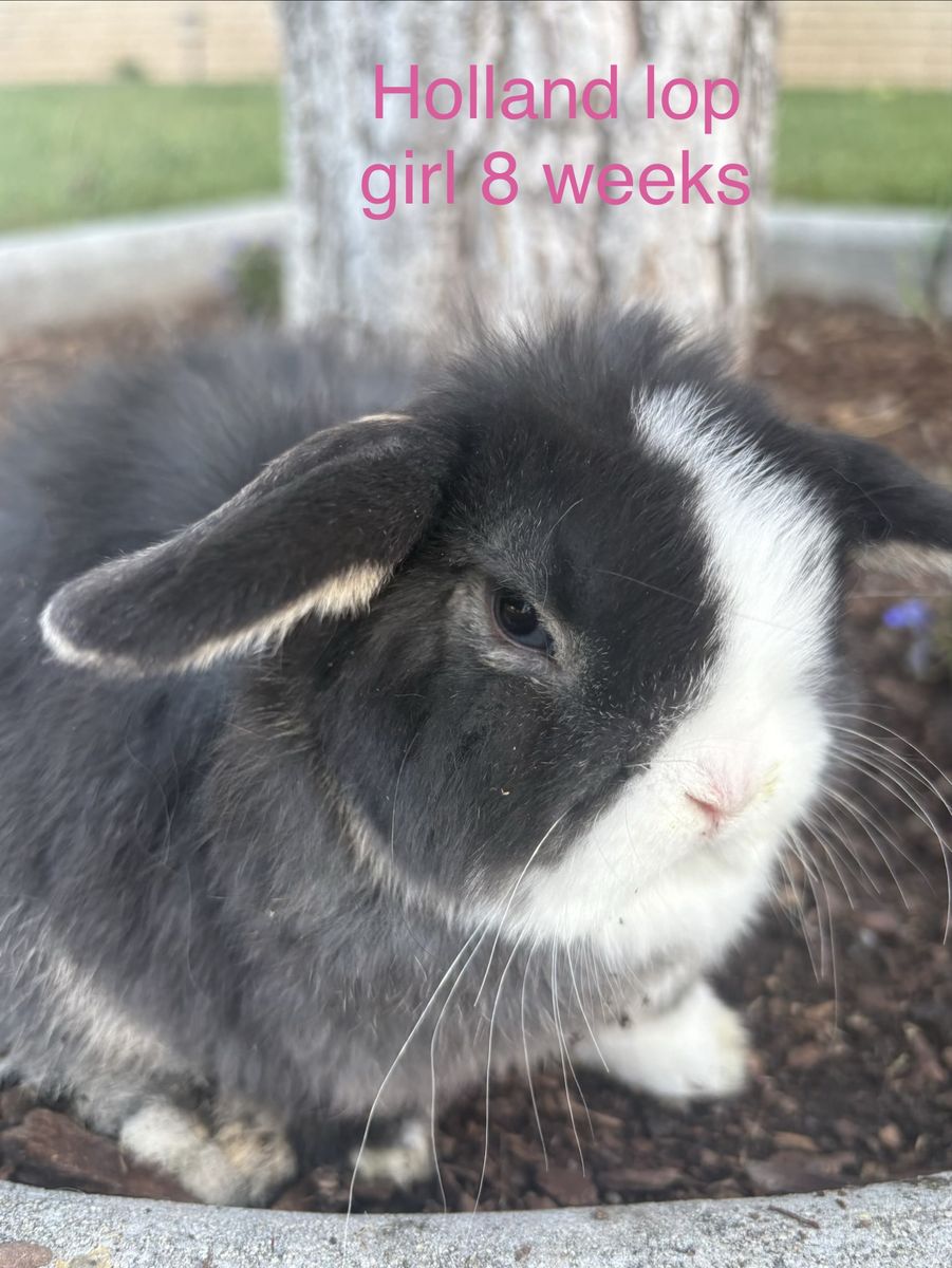 Adorable 8-Week-Old Female Holland Lop Bunny - Ready for Her Forever Home!