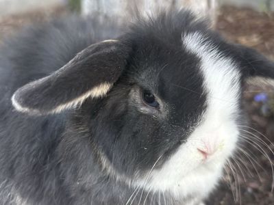 Adorable 8-Week-Old Female Holland Lop Bunny - Ready for Her Forever Home!