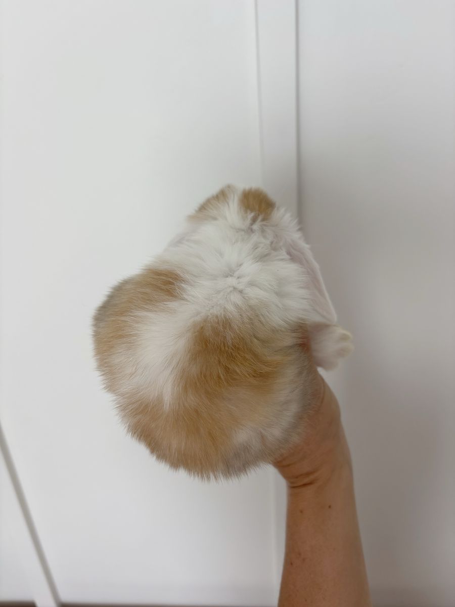 Holland lop buck