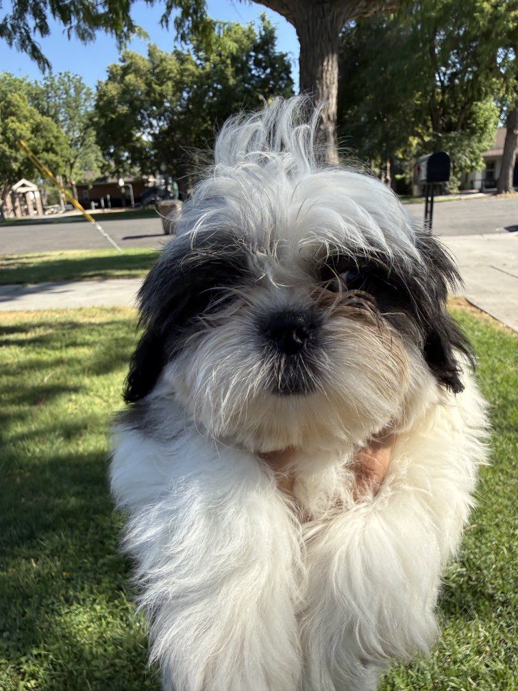 Pure Bred Shih Tzu puppies