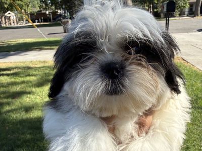 Pure Bred Shih Tzu puppies