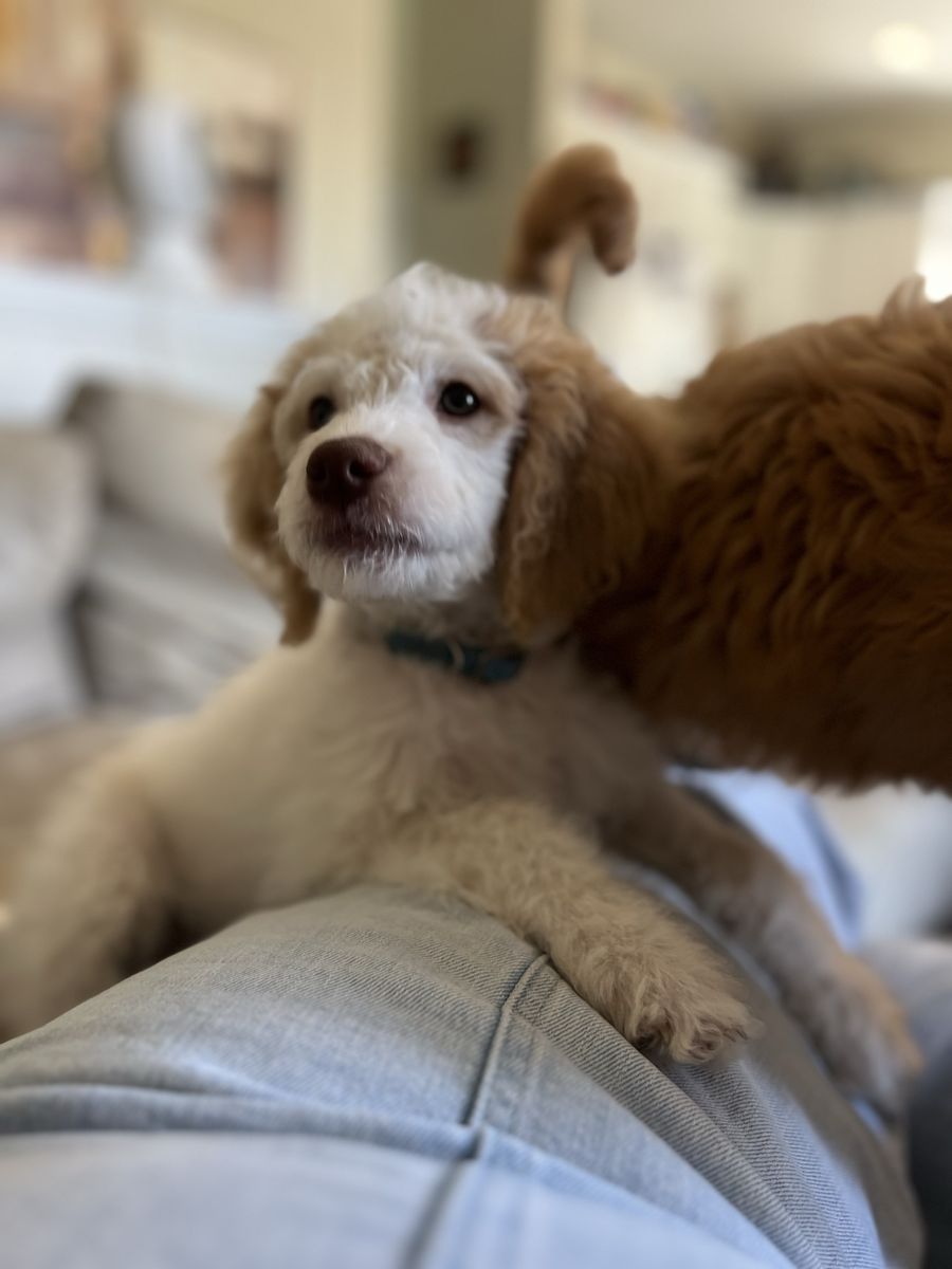 Doodle female 18-20 lbs