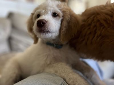 Doodle female 18-20 lbs