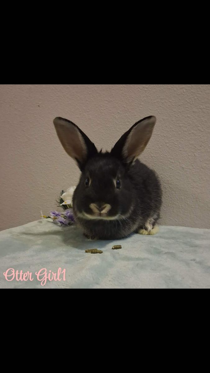 Pet Bunnies looking for their forever homes