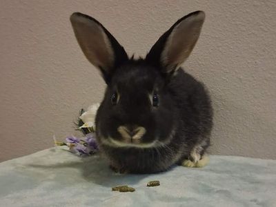 Pet Bunnies looking for their forever homes