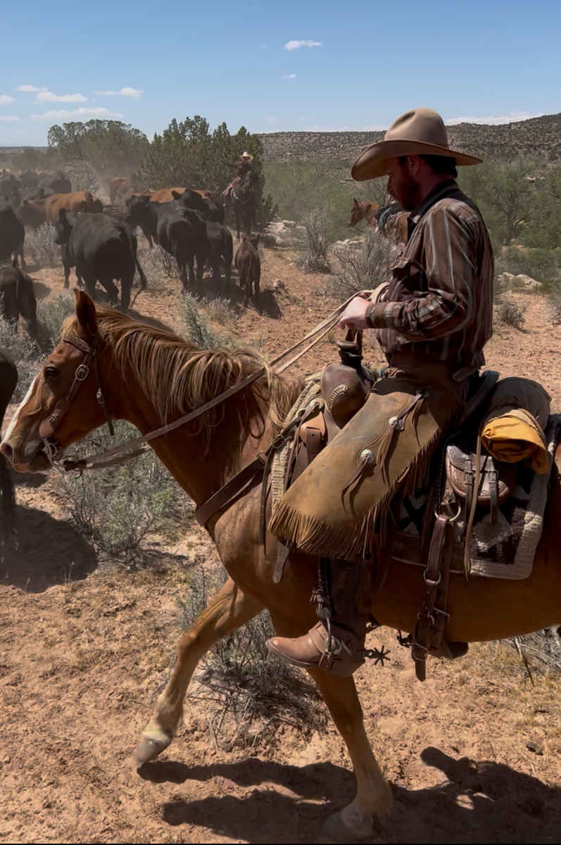 12 Year Old Ranch Gelding